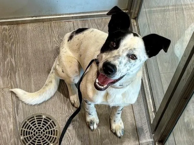 A young large-sized female Australian Cattle Dog / Blue Heeler dog named Ember for adoption in Garland, TX