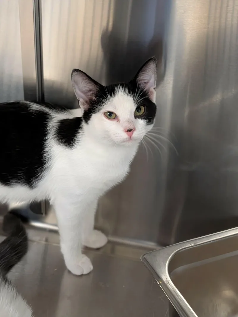 A baby medium-sized male Black & White / Tuxedo Domestic Short Hair cat named Ted for adoption in Chambersburg, PA