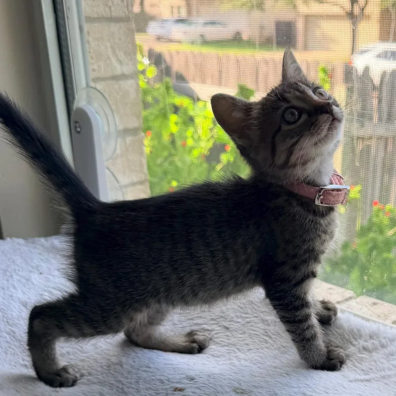 A baby small-sized female Brown / Chocolate Domestic Short Hair cat named Quil Ink for adoption in Austin, TX
