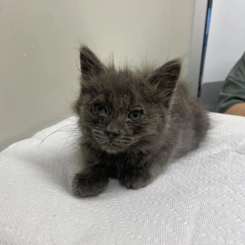 A baby small-sized male Gray / Blue / Silver Domestic Short Hair cat named Mio for adoption in Chattanooga, TN