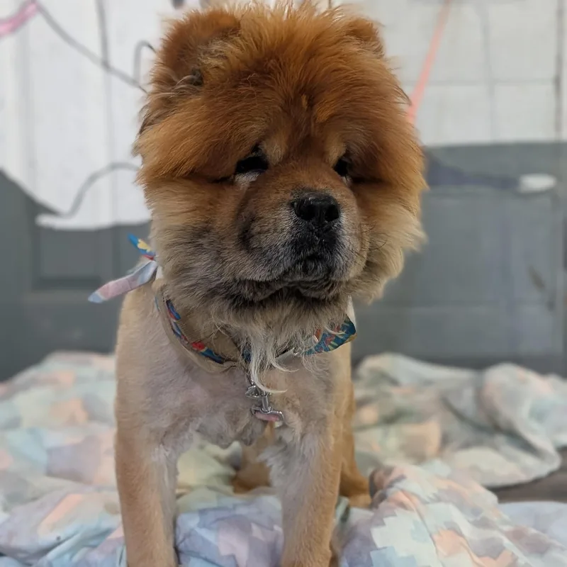 Kuma