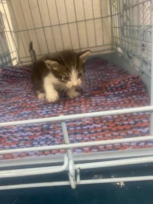 A baby small-sized male Domestic Short Hair cat named Cookie for adoption in Gainesville, FL