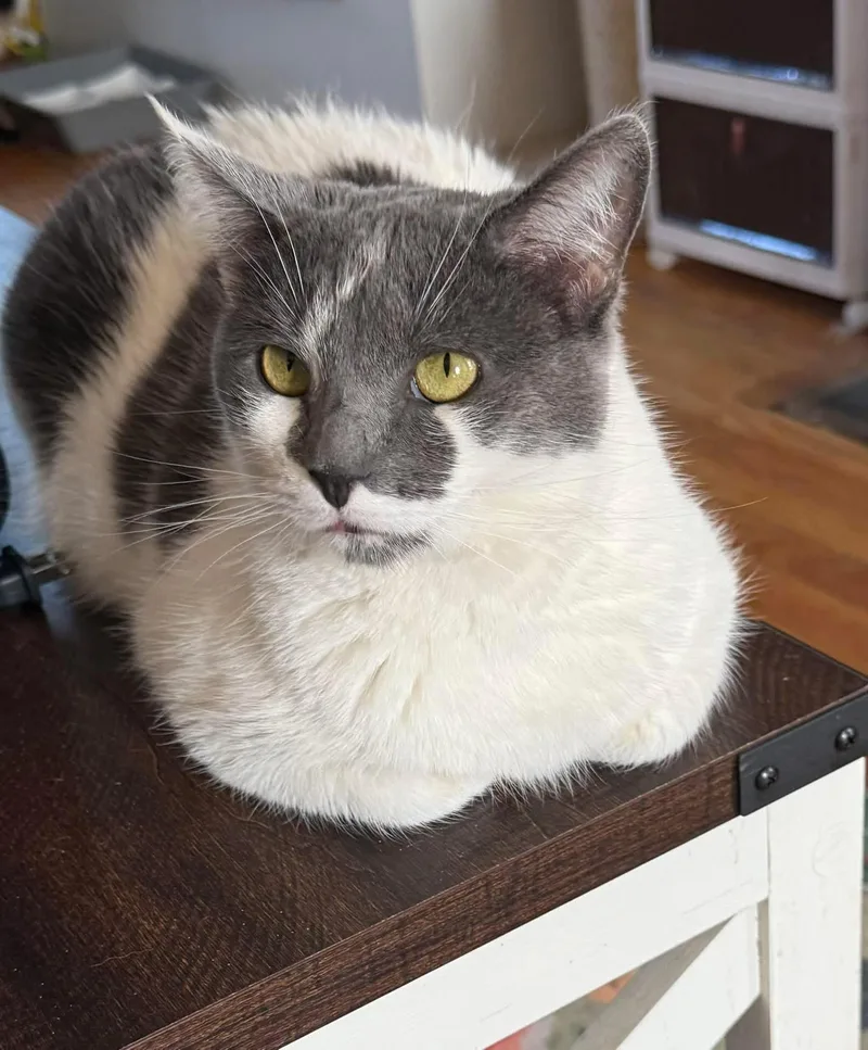 A young medium-sized female Domestic Short Hair cat named Frankie for adoption in Newark, NJ