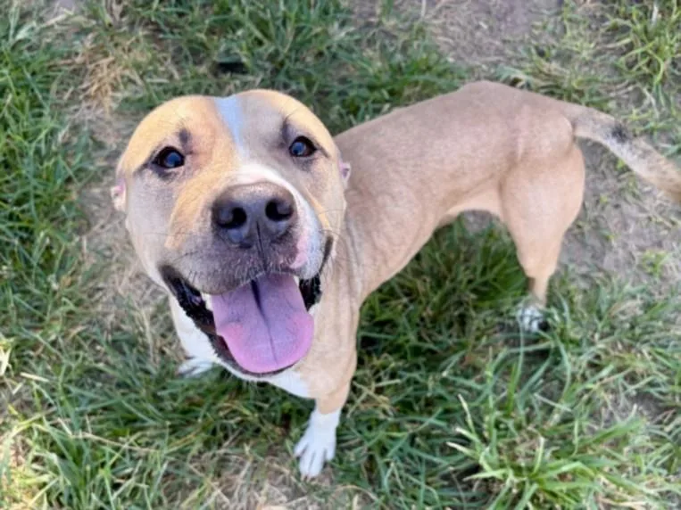 An adult medium-sized male Staffordshire Bull Terrier dog named Marky for adoption in Houston, TX