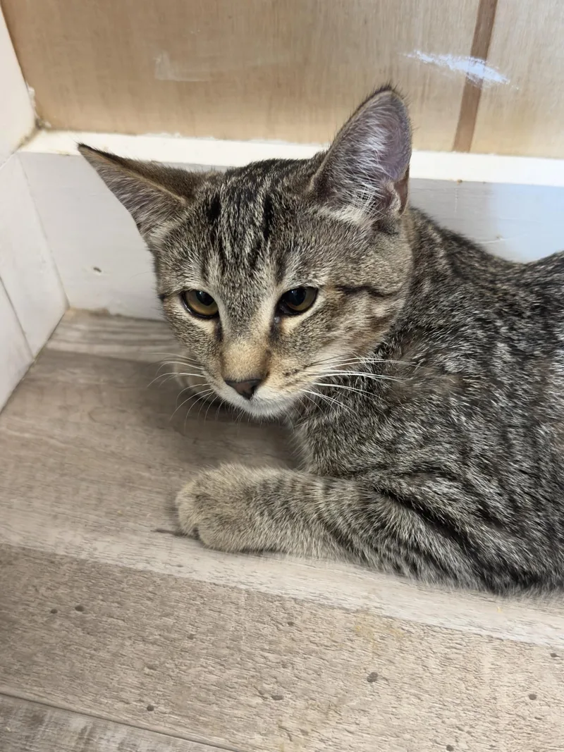 A baby medium-sized female Black Domestic Short Hair cat named Sprite for adoption in Petaluma, CA