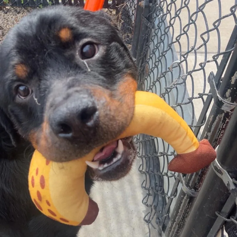 An adult large-sized male Black Mixed Breed dog named Elio for adoption in Pittsburgh, PA