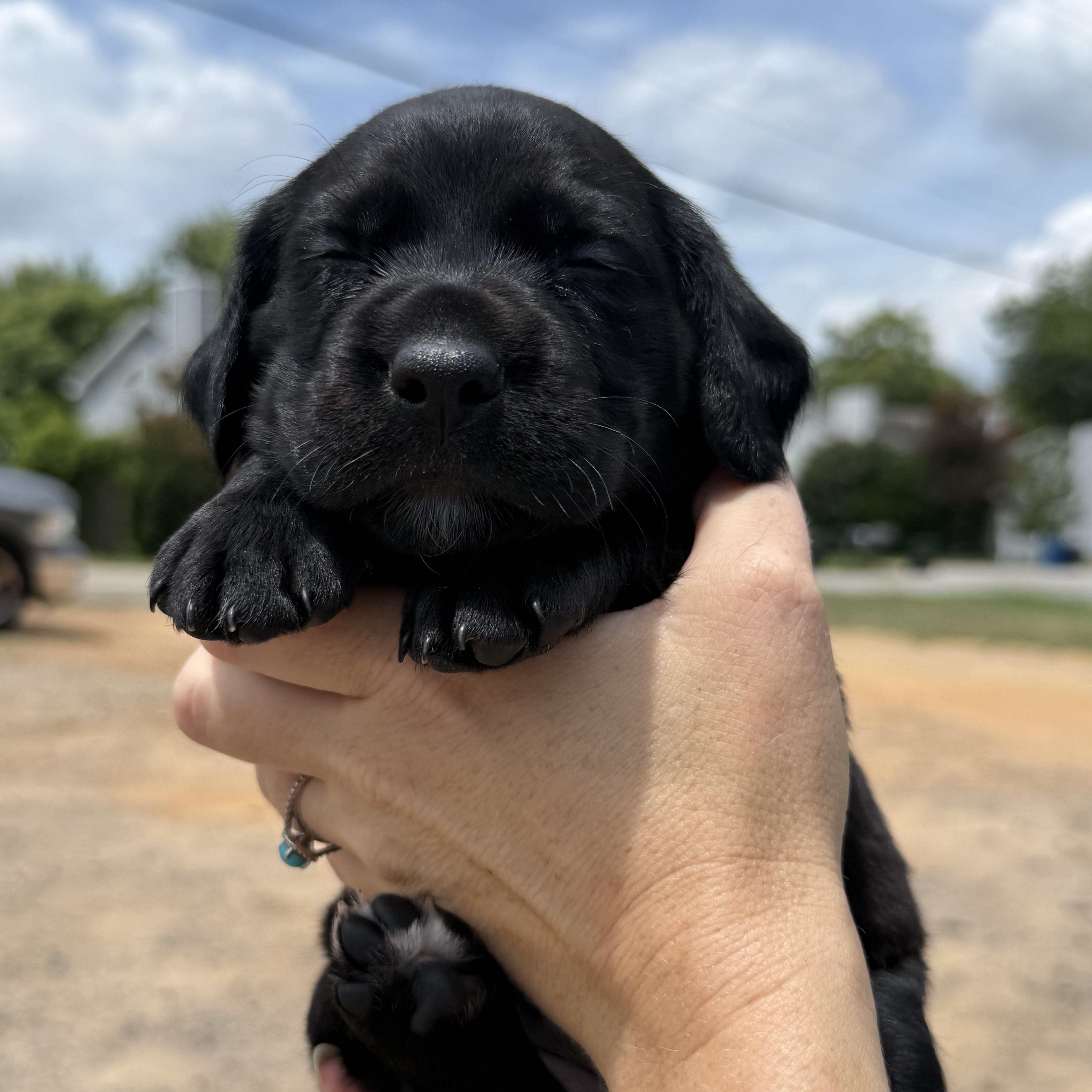 A baby medium-sized female Black Beagle dog named Anna Karenina for adoption in Columbia, SC