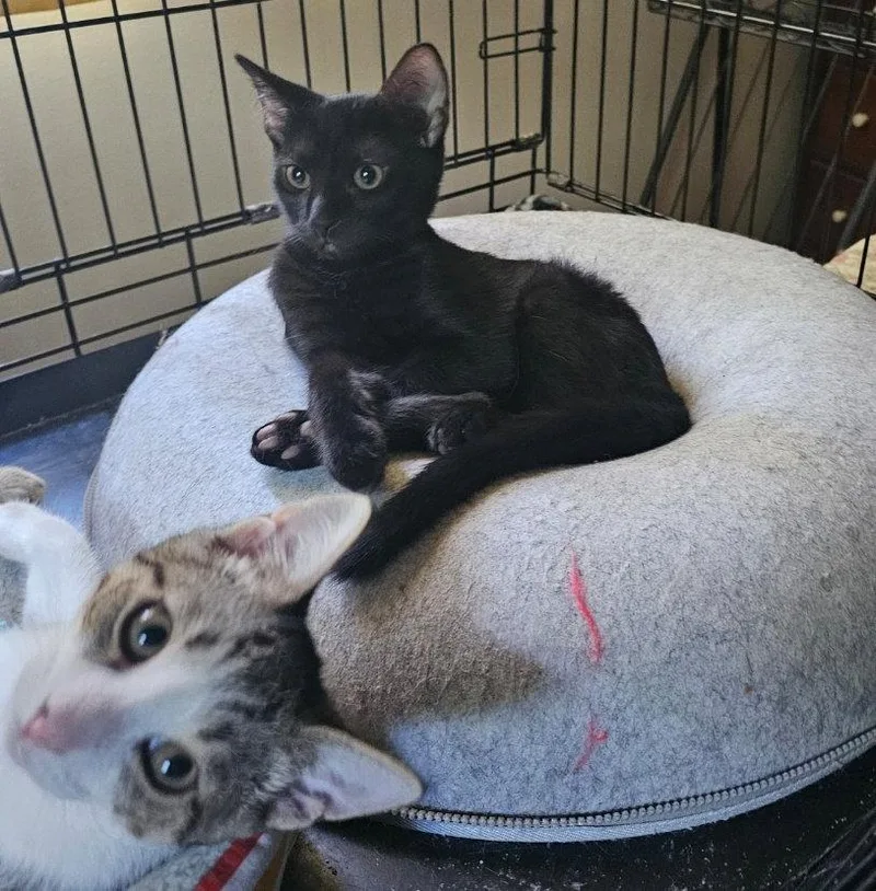 A young medium-sized male Domestic Short Hair cat named Ham Bone for adoption in Morganville, NJ