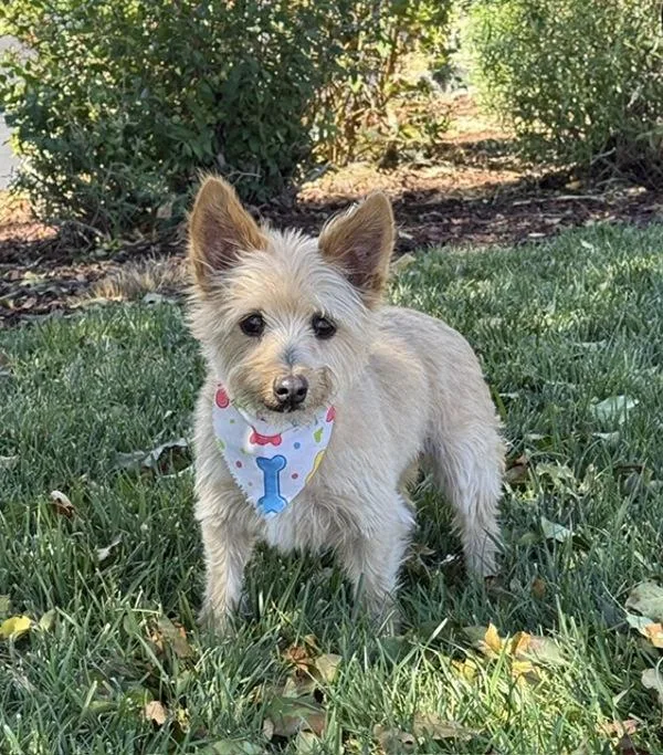A senior small-sized female Yorkshire Terrier dog named Britt for adoption in Littleton, CO