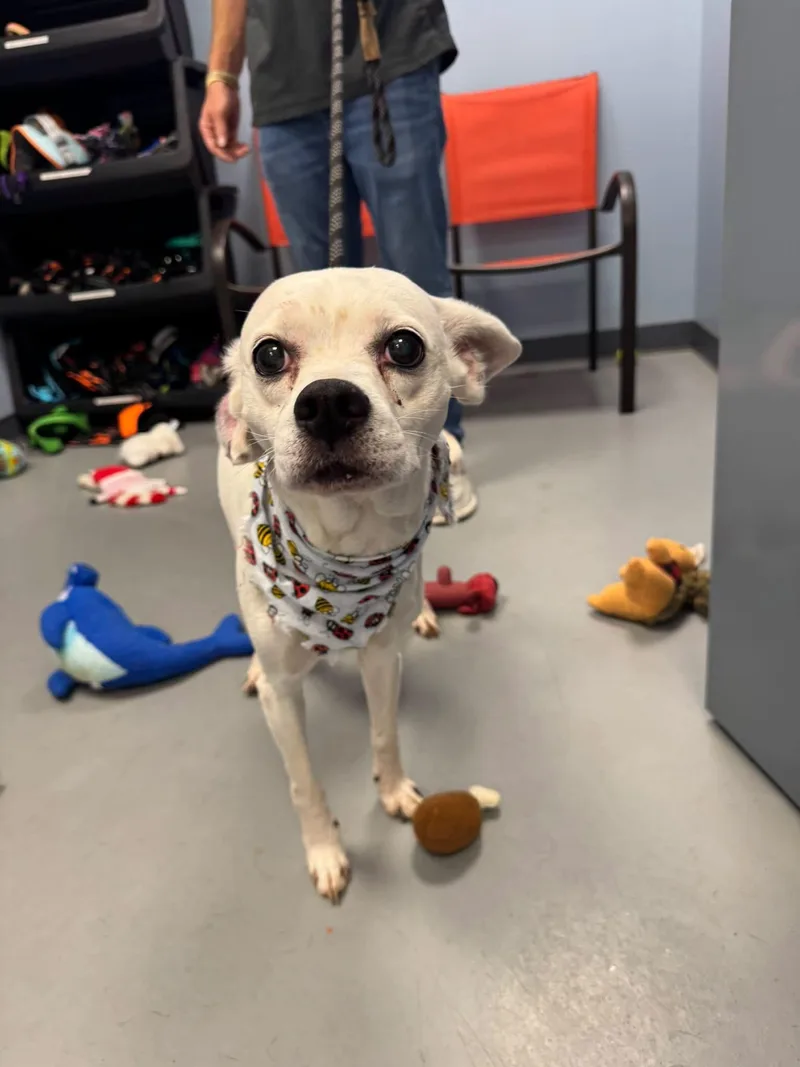 An adult medium-sized female White / Cream Terrier dog named Corolla for adoption in Zanesville, OH