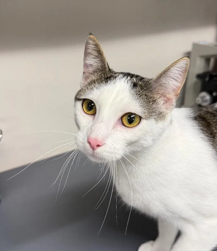 A young small-sized male Domestic Short Hair cat named Mars for adoption in Yankton, SD