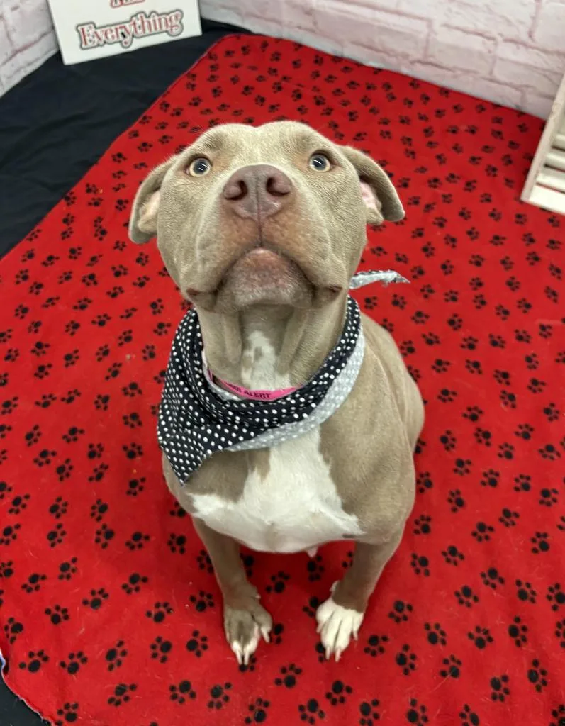 An adult medium-sized female Mixed Breed dog named Coco for adoption in Detroit, MI