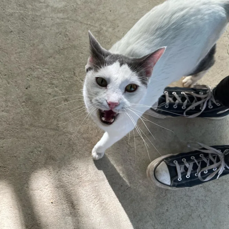 A senior large-sized male White Domestic Short Hair cat named Fridge for adoption in Taos, NM