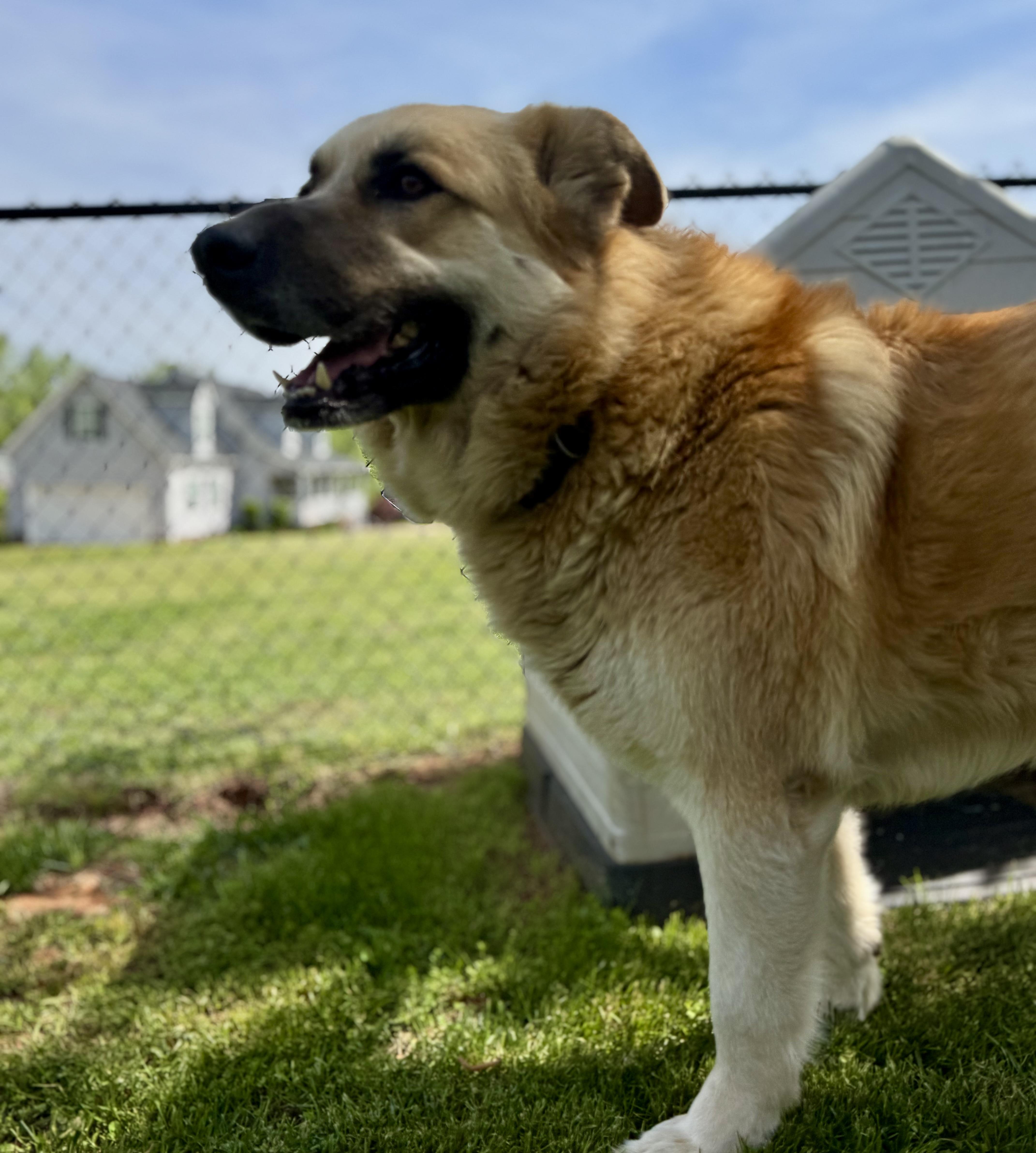 An adult large-sized male Yellow / Tan / Blond / Fawn Great Pyrenees dog named Millie for adoption in Spartanburg, SC