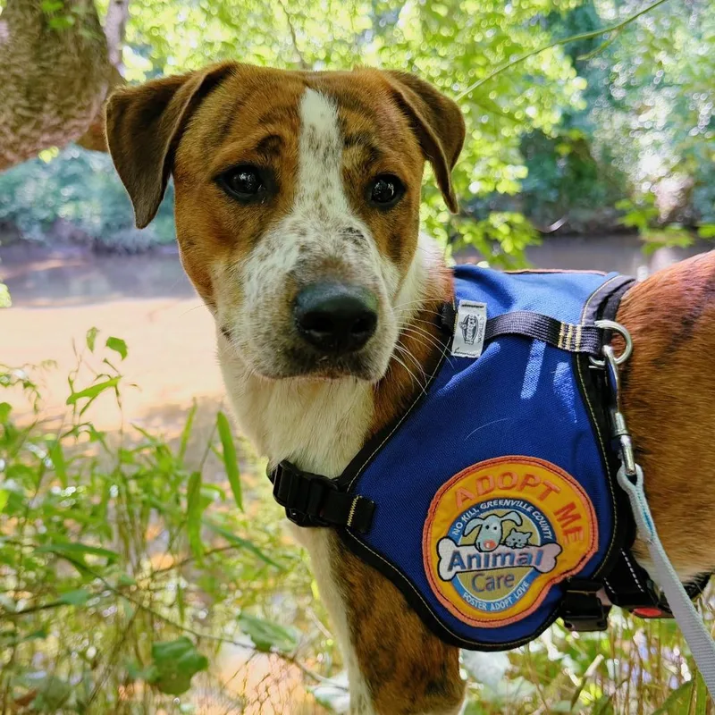 A young medium-sized male Brown / Chocolate Hound dog named Mario for adoption in Greenville, SC