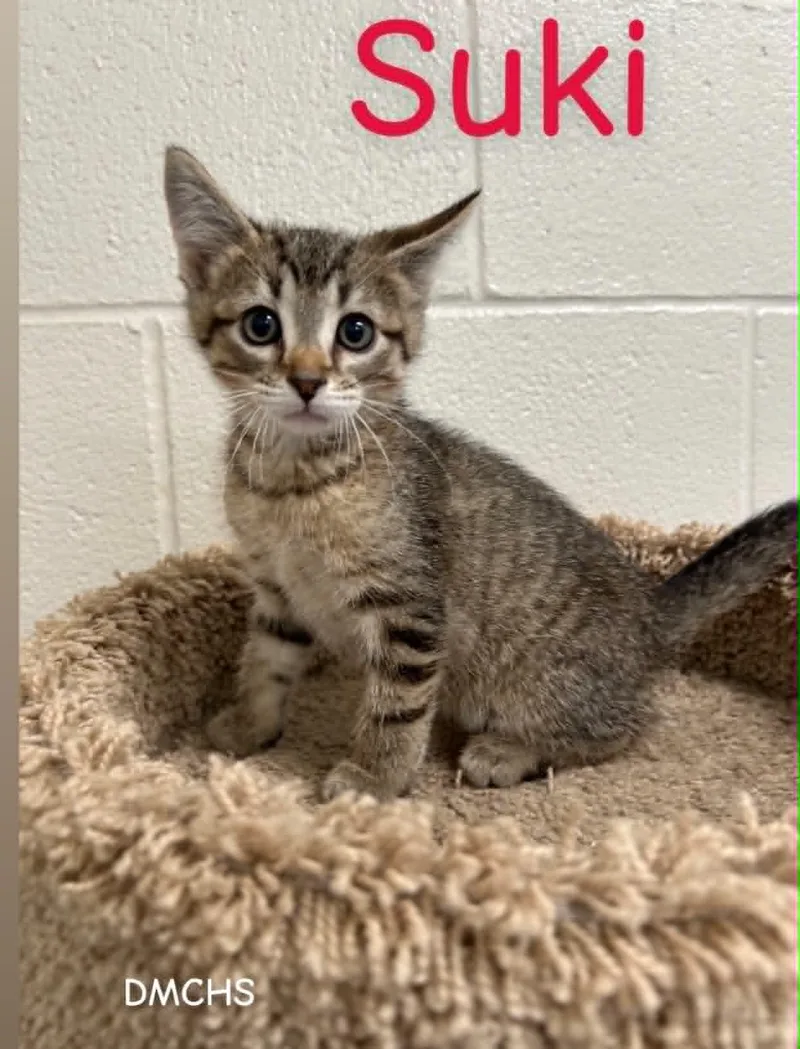 A baby small-sized male Tabby (Brown / Chocolate) Domestic Short Hair cat named Suki for adoption in Burlington, IA