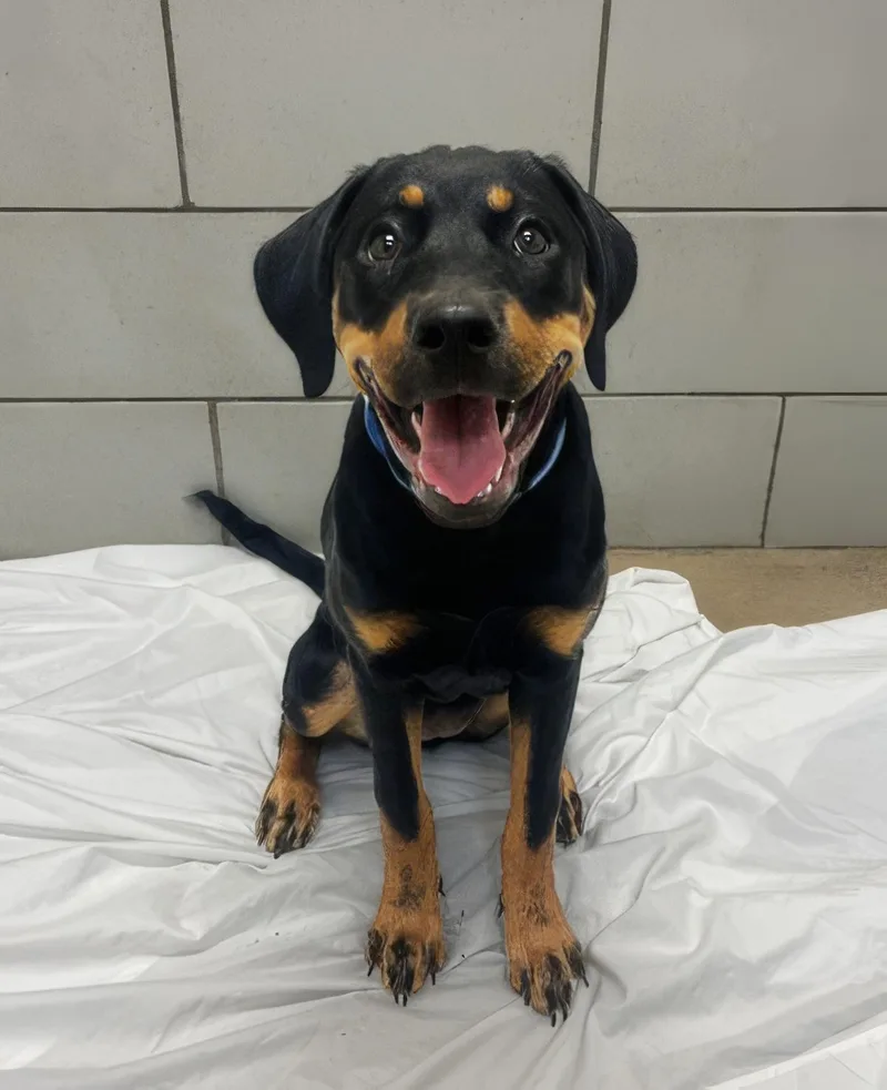 A baby medium-sized female Black Mixed Breed dog named Bella for adoption in Nashville, TN