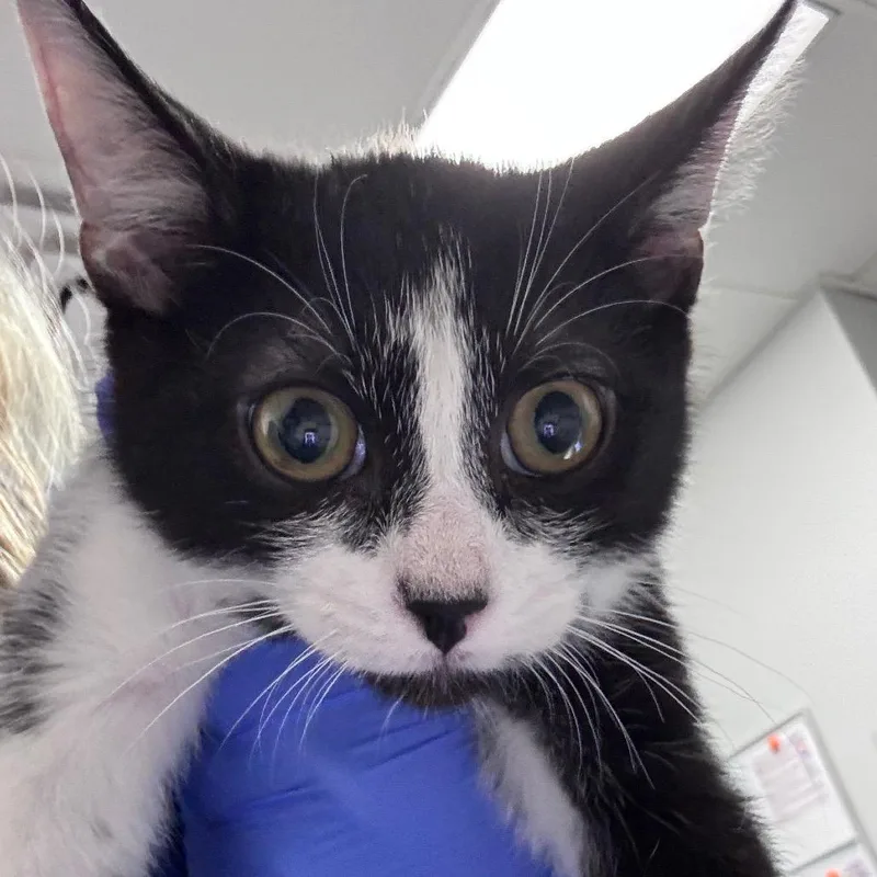 A baby small-sized male Black Domestic Short Hair cat named Ignatius for adoption in Greenville, SC