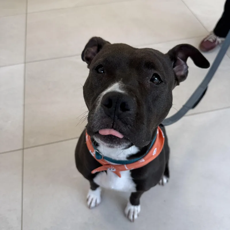 A young medium-sized female Mixed Breed dog named Slainte for adoption in Evanston, IL