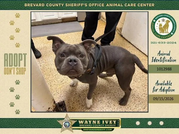 An adult large-sized male Mixed Breed dog named Pat for adoption in Melbourne, FL