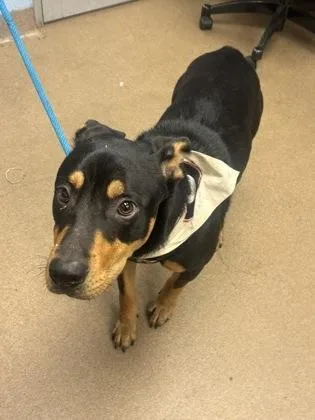 An adult large-sized male Mixed Breed dog named Edgar for adoption in Chamblee, GA