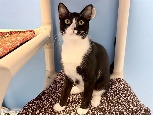 A young medium-sized female Domestic Short Hair cat named Kimi for adoption in Ames, IA