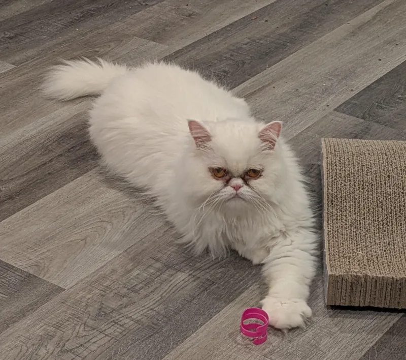 A young medium-sized female White Persian cat named Tilly for adoption in valparaiso, IN