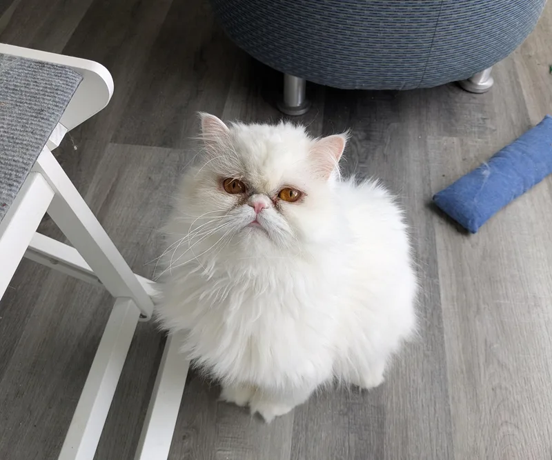 Tilly thumbnail 2