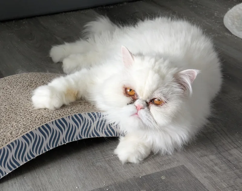 Tilly thumbnail 6