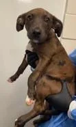A young large-sized male Catahoula Leopard Dog dog named Scarlett for adoption in Kansas City, MO