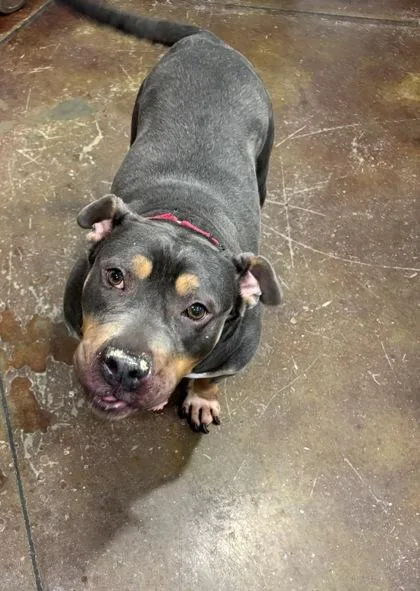 An adult medium-sized female Mixed Breed dog named Ruby for adoption in Cincinnati, OH