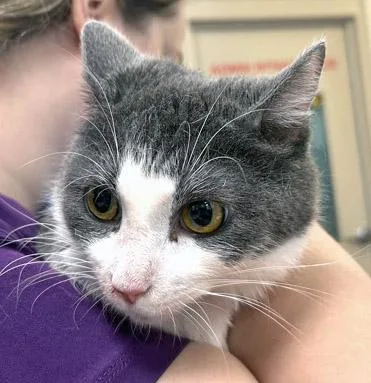 A young medium-sized female Domestic Short Hair cat named Sullie for adoption in Fishers, IN