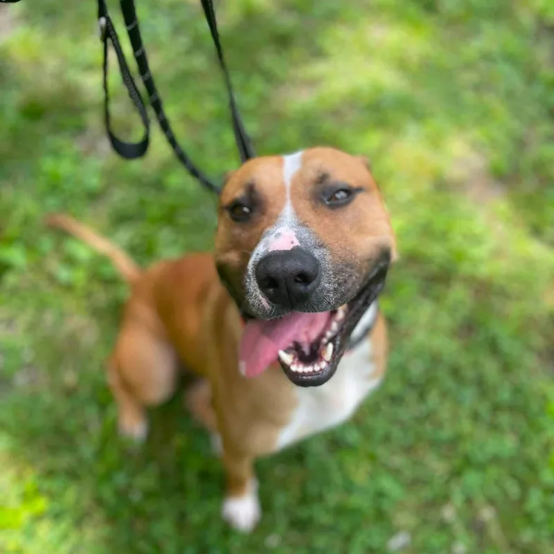 An adult medium-sized male Red / Chestnut / Orange Mixed Breed dog named Jefferson for adoption in Warren, OH