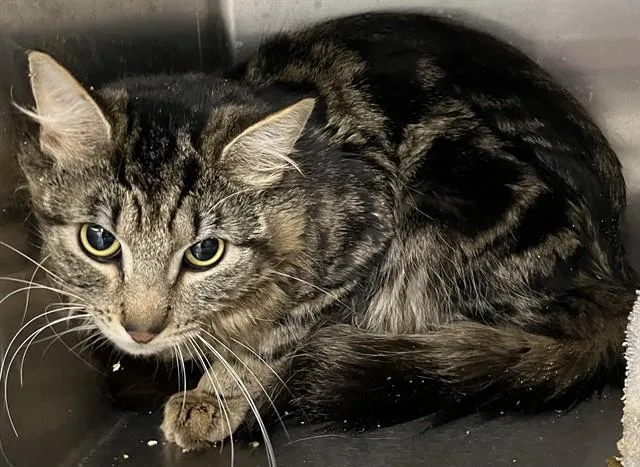 An adult medium-sized male Domestic Medium Hair cat named Rooster for adoption in Upper Marlboro, MD