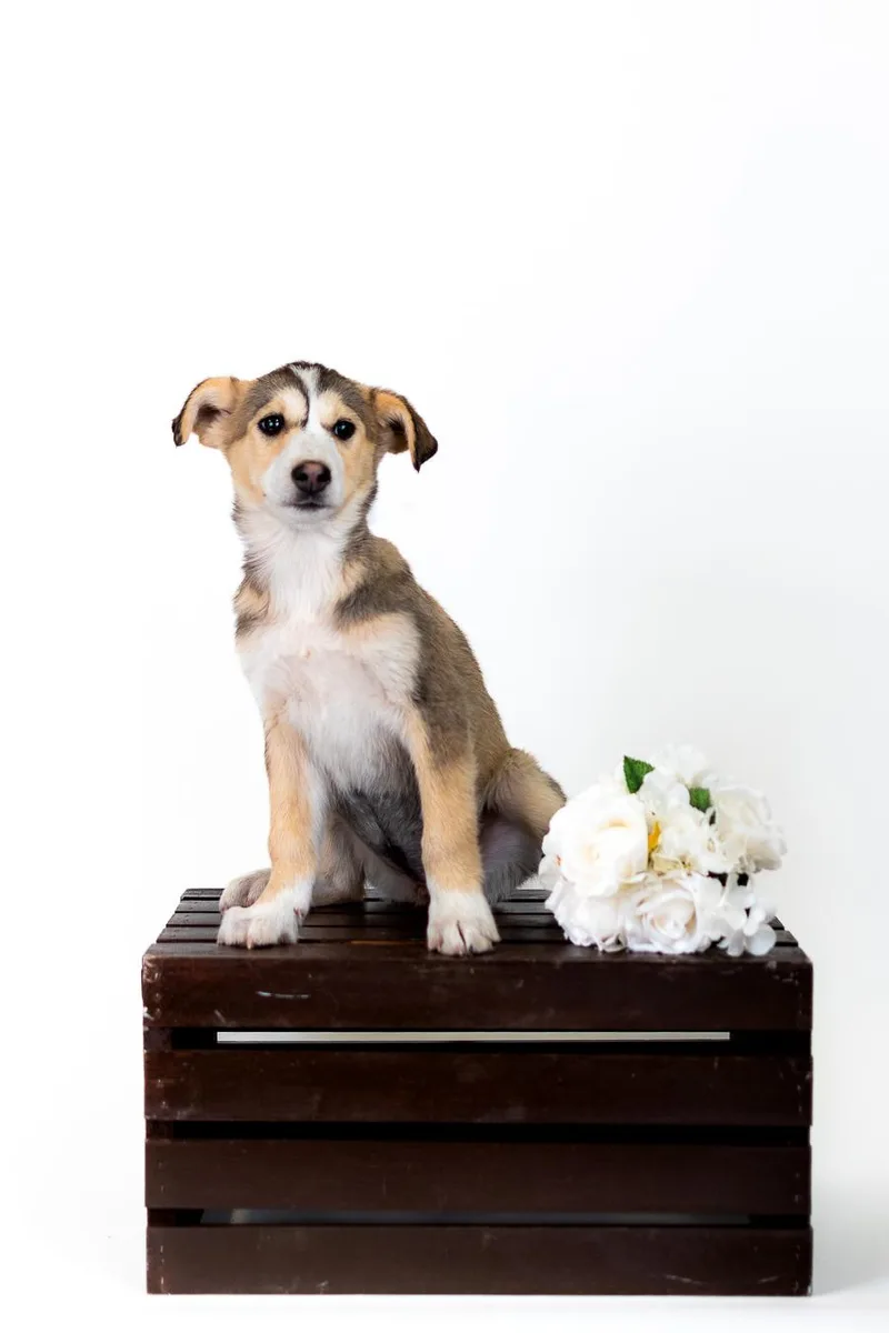 A baby medium-sized female German Shepherd Dog dog named 345-26 for adoption in Brighton, CO