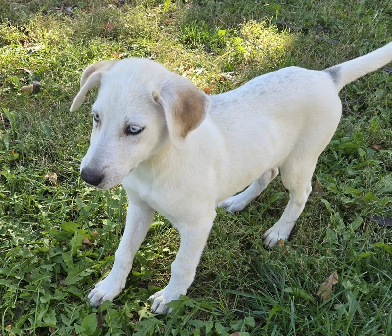 A baby medium-sized female Apricot / Beige Catahoula Leopard Dog named Cleo for adoption in Lincoln, NE
