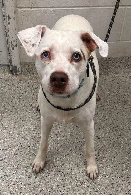 A senior large-sized female White / Cream Mixed Breed dog named Wendi for adoption in Kansas City, MO