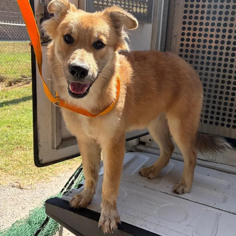 A young medium-sized male Brown / Chocolate Australian Shepherd dog named Bert for adoption in Edinburg, TX