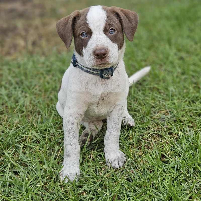 A young medium-sized male Labrador Retriever dog named Franklin Finbar for adoption in Fargo, ND