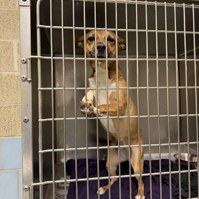 An adult small-sized female Chihuahua dog named Leelo for adoption in Northbrook, IL