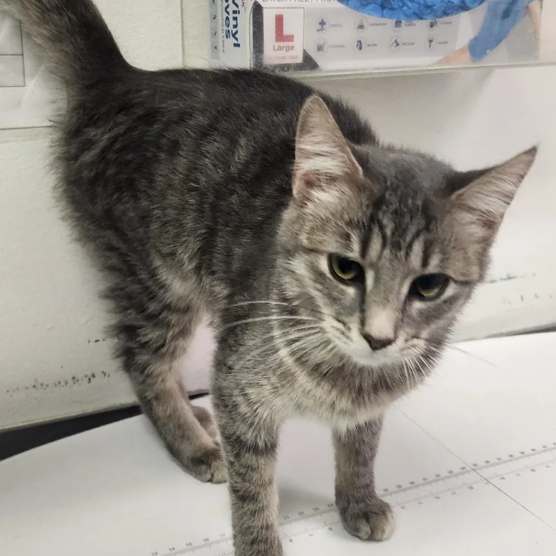 A baby small-sized female Gray / Blue / Silver Domestic Short Hair cat named Usahana for adoption in Charleston, WV