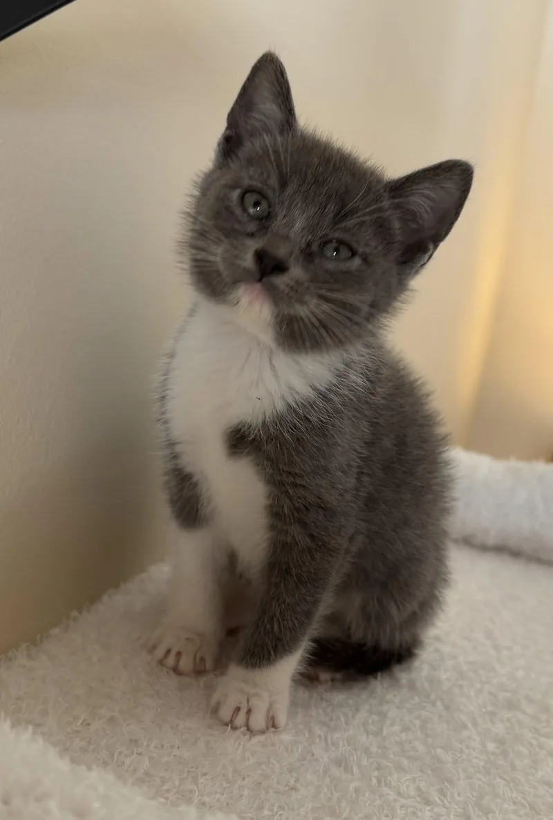 A baby medium-sized female Domestic Short Hair cat named Monaco for adoption in Buford, GA