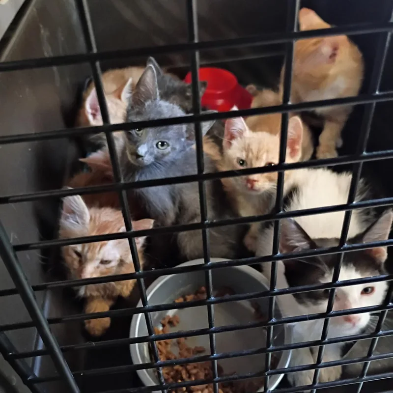 A baby small-sized male Gray / Blue / Silver Domestic Short Hair cat named RW Litter for adoption in Casa Grande, AZ