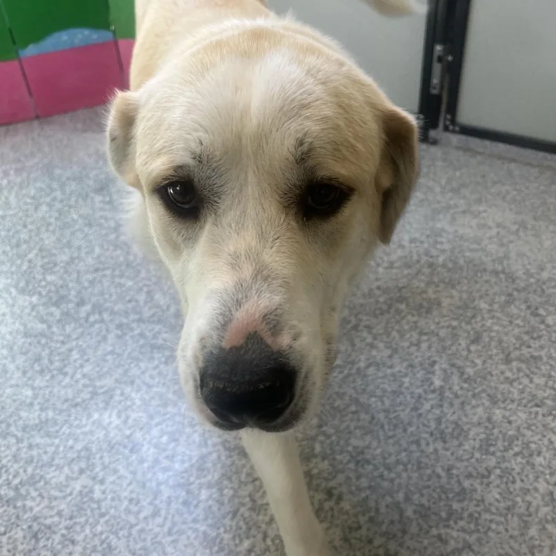 An adult large-sized female Yellow / Tan / Blond / Fawn Great Pyrenees dog named Brie for adoption in Falls Church, VA