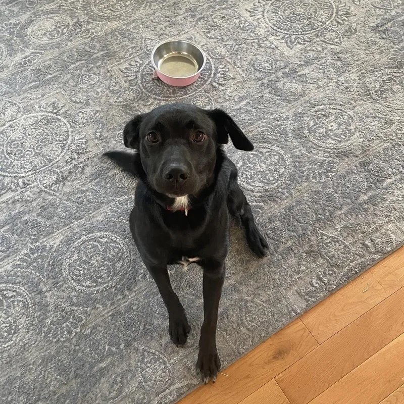 A young medium-sized male Black Mixed Breed dog named COURTESY LISTING Leaf for adoption in Moscow, ID