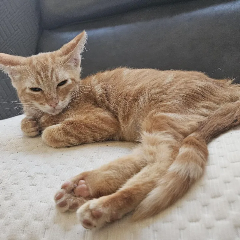 A baby small-sized male Orange / Red American Shorthair cat named Sun for adoption in Elverta, CA