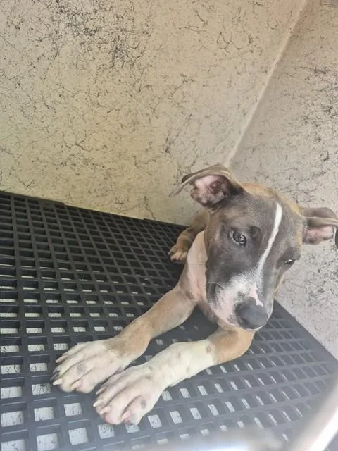 A baby medium-sized male American Staffordshire Terrier dog named Bently for adoption in Fort Lauderdale, FL