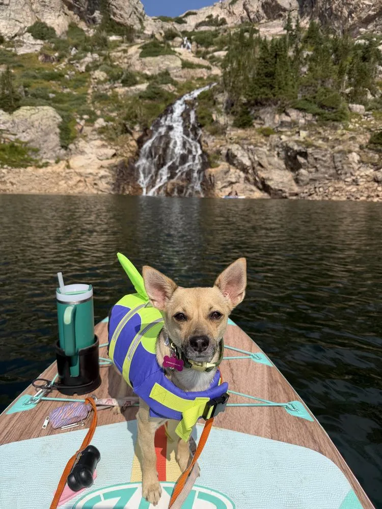 An adult small-sized female Chihuahua dog named Nessy for adoption in Commerce City, CO