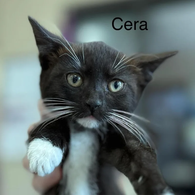 A baby small-sized female Black Domestic Short Hair cat named Cera for adoption in Caryville, TN