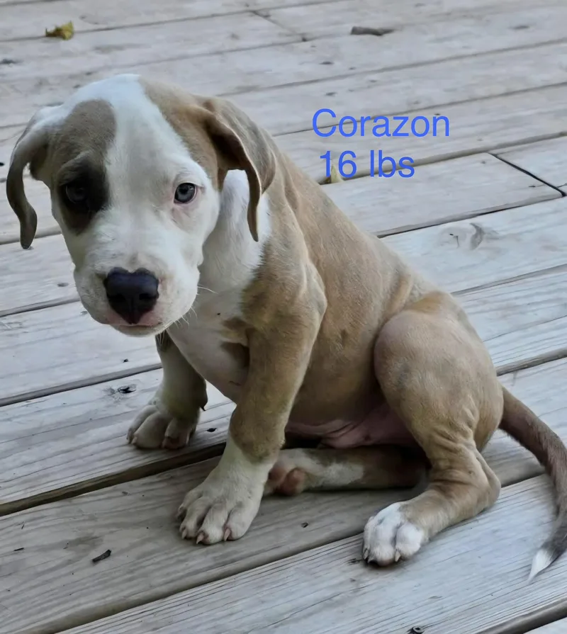 A baby medium-sized male Pit Bull Terrier dog named Corazon for adoption in Welling, OK
